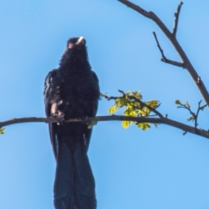 Eudynamys orientalis at Drouin, VIC - 22 Nov 2021