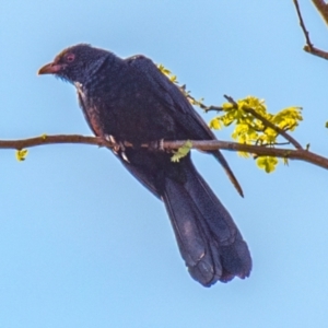 Eudynamys orientalis at Drouin, VIC - 22 Nov 2021 07:08 AM