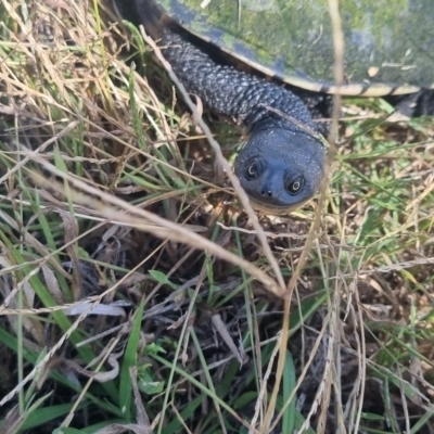 Chelodina longicollis (Eastern Long-necked Turtle) at Crookwell, NSW - 2 Apr 2024 by clarehoneydove