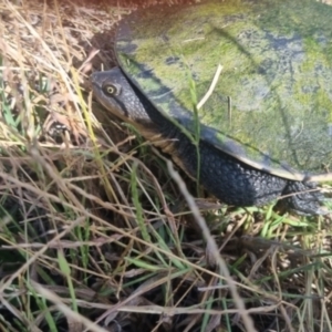 Chelodina longicollis at Crookwell, NSW - 2 Apr 2024