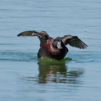 Oxyura australis (Blue-billed Duck) at Drouin, VIC - 2 Jan 2019 by Petesteamer