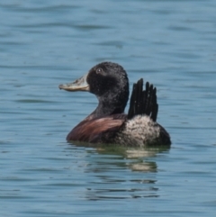 Oxyura australis at Drouin, VIC - 2 Jan 2019