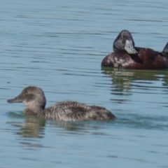 Oxyura australis at Drouin, VIC - 2 Jan 2019