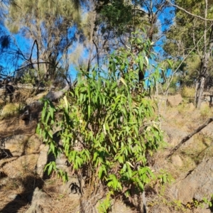 Olearia lirata at Isaacs Ridge and Nearby - 2 Apr 2024