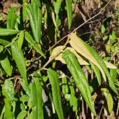 Olearia lirata at Isaacs Ridge and Nearby - 2 Apr 2024
