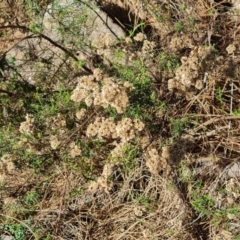 Cassinia quinquefaria (Rosemary Cassinia) at Isaacs, ACT - 2 Apr 2024 by Mike