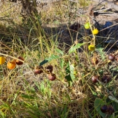 Solanum cinereum (Narrawa Burr) at Isaacs Ridge and Nearby - 2 Apr 2024 by Mike