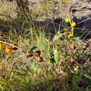 Solanum cinereum at Isaacs Ridge and Nearby - 2 Apr 2024 04:53 PM