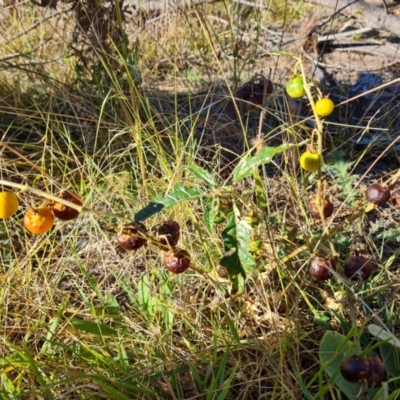 Solanum cinereum (Narrawa Burr) at Isaacs, ACT - 2 Apr 2024 by Mike