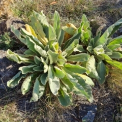 Verbascum thapsus subsp. thapsus (Great Mullein, Aaron's Rod) at Isaacs Ridge and Nearby - 2 Apr 2024 by Mike