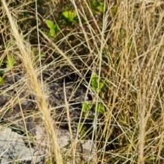 Dichelachne crinita (Long-hair Plume Grass) at Isaacs Ridge and Nearby - 2 Apr 2024 by Mike