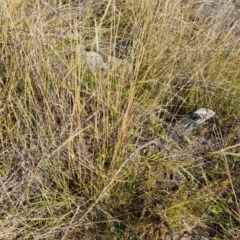 Dichelachne crinita at Isaacs Ridge and Nearby - 2 Apr 2024