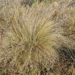 Poa labillardierei at Isaacs Ridge and Nearby - 2 Apr 2024