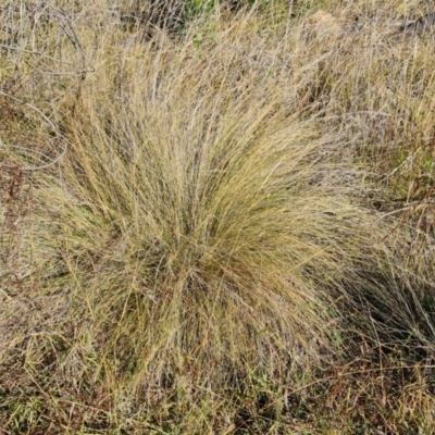 Poa labillardierei (Common Tussock Grass, River Tussock Grass) at Isaacs Ridge and Nearby - 2 Apr 2024 by Mike