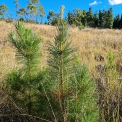 Pinus radiata (Monterey or Radiata Pine) at Isaacs Ridge and Nearby - 2 Apr 2024 by Mike