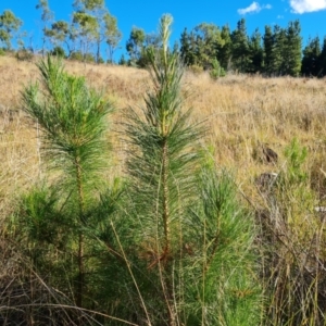 Pinus radiata at Isaacs Ridge and Nearby - 2 Apr 2024 04:44 PM