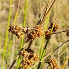 Juncus (genus) (A Rush) at Isaacs, ACT - 2 Apr 2024 by Mike