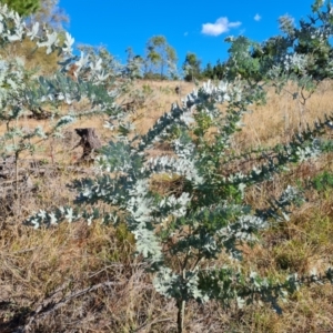 Acacia baileyana at Isaacs Ridge and Nearby - 2 Apr 2024