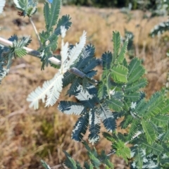 Acacia baileyana at Isaacs Ridge and Nearby - 2 Apr 2024