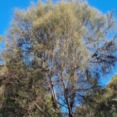 Allocasuarina verticillata (Drooping Sheoak) at Isaacs Ridge and Nearby - 2 Apr 2024 by Mike