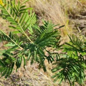 Acacia mearnsii at Isaacs Ridge and Nearby - 2 Apr 2024