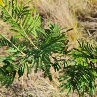 Acacia mearnsii (Black Wattle) at Isaacs, ACT - 2 Apr 2024 by Mike