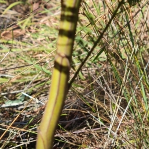 Acacia mearnsii at Isaacs Ridge and Nearby - 2 Apr 2024