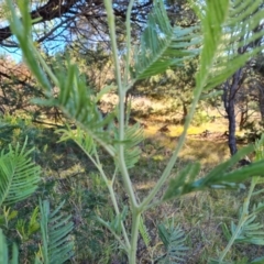 Acacia mearnsii (Black Wattle) at Isaacs, ACT - 2 Apr 2024 by Mike