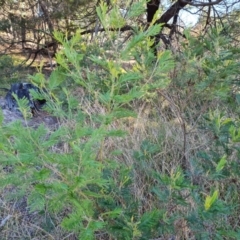 Acacia mearnsii at Isaacs Ridge and Nearby - 2 Apr 2024
