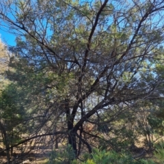 Acacia mearnsii at Isaacs Ridge and Nearby - 2 Apr 2024