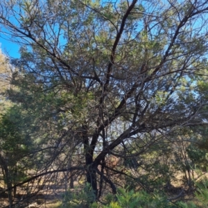Acacia mearnsii at Isaacs Ridge and Nearby - 2 Apr 2024