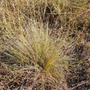 Nassella trichotoma at Isaacs Ridge and Nearby - 2 Apr 2024