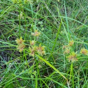 Cyperus eragrostis at Isaacs Ridge and Nearby - 2 Apr 2024 04:03 PM