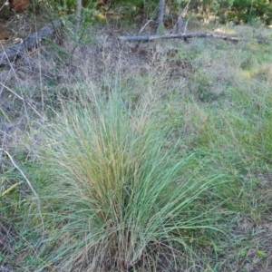 Eragrostis curvula at Isaacs Ridge and Nearby - 2 Apr 2024