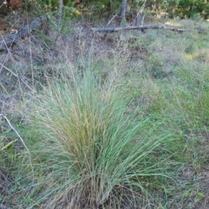 Eragrostis curvula at Isaacs Ridge and Nearby - 2 Apr 2024 04:01 PM