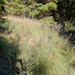 Eragrostis curvula at Isaacs Ridge and Nearby - 2 Apr 2024 04:01 PM