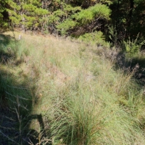 Eragrostis curvula at Isaacs Ridge and Nearby - 2 Apr 2024