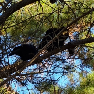 Corcorax melanorhamphos (White-winged Chough) at Isaacs, ACT - 2 Apr 2024 by Mike