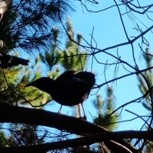 Corcorax melanorhamphos at Isaacs Ridge and Nearby - 2 Apr 2024 05:19 PM