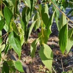 Celtis australis (Nettle Tree) at Isaacs, ACT - 2 Apr 2024 by Mike