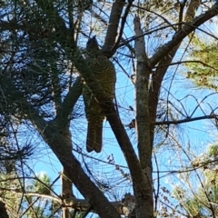 Ptilonorhynchus violaceus (Satin Bowerbird) at Isaacs, ACT - 2 Apr 2024 by Mike