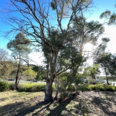 Unidentified Gum Tree at Russell, ACT - 2 Apr 2024 by Hejor1