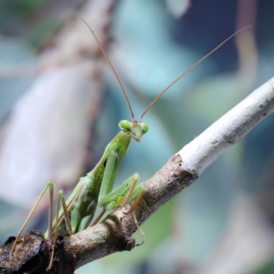 Mantidae (family) adult or nymph at Moncrieff, ACT - 29 Mar 2022 by smithga