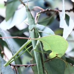 Acrida conica (Giant green slantface) at Moncrieff, ACT - 7 Apr 2022 by smithga