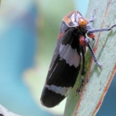 Eurymeloides punctata (Gumtree hopper) at Moncrieff, ACT - 13 Apr 2022 by smithga