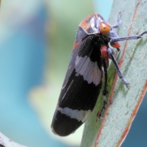 Eurymeloides punctata at Moncrieff, ACT - 13 Apr 2022