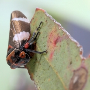 Eurymeloides punctata at Moncrieff, ACT - 13 Apr 2022