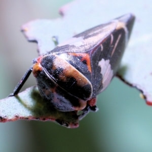 Eurymeloides punctata at Moncrieff, ACT - 13 Apr 2022 03:45 PM