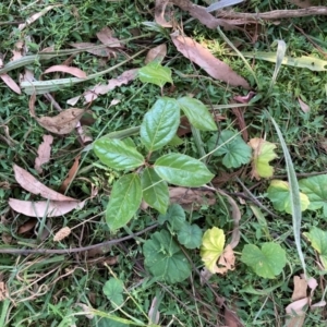 Viburnum tinus at Mount Majura - 1 Apr 2024