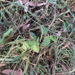 Viburnum tinus at Mount Majura - 1 Apr 2024 02:13 PM